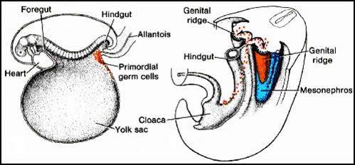 citodiferenciación para completar su maduración. En este proceso se dintinguen: La Ovogenesis y la Espermatogenesis.