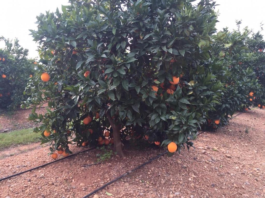 HOJA DE EXPERIENCIAS EXPERIENCIA DE ABONADO EN CULTIVO DE NARANJA NAVELINA EN CANTILLANA (SEVILLA) Durante el año 2015 se ha abonado con un cultivo de naranja Navelina en una finca situada en