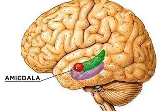 La amígdala es uno de los centros emocionales de nuestro cerebro.