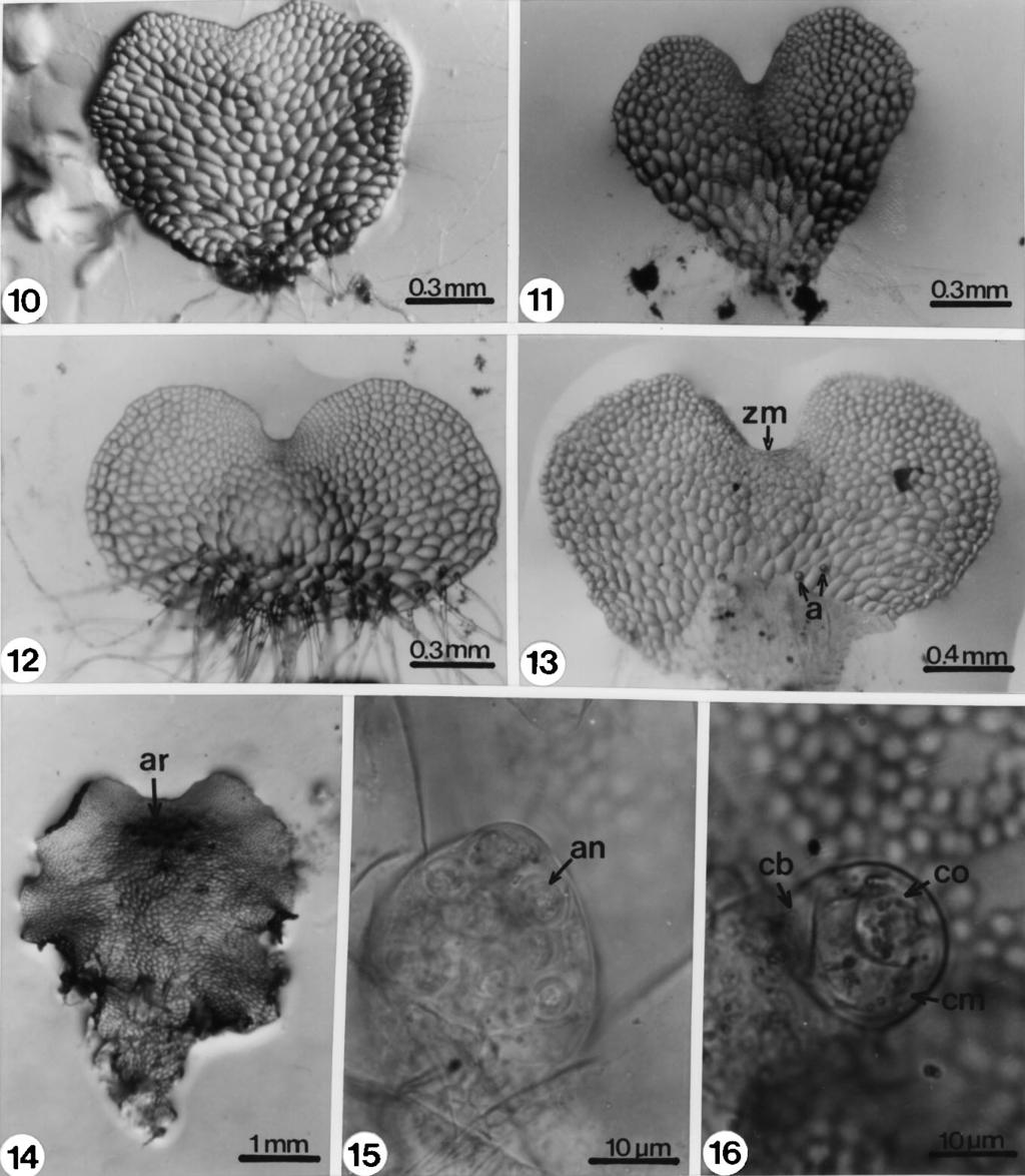 96 REVISTA DE BIOLOGÍA TROPICAL Figs. 10-16. Fases laminares y gametangios de Didymochlaena truncatula. 10-12. Fases laminares adultas (36-46 días), 13.