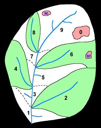 Metodología Pfafstetter: Si un área contiene cuencas internas, la cuenca interna más grande es