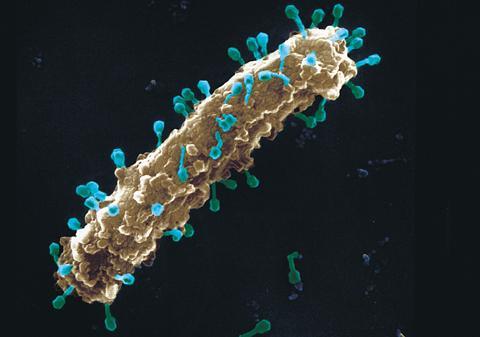 (Familia Siphoviridae): Ciclo lisogénico Fago λ Cabeza isométrica con genoma de DNAcd, y una cola larga y flexible. Es un fago atemperado.