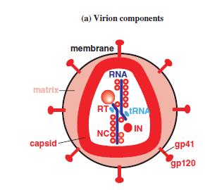 Virus de la Inmunodeficiencia Humana (VIH) Es un retrovirus complejo, está