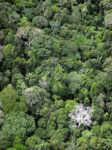Bosque amazónico, no tan resistente ante cambio climático Oliver Phillips et al.