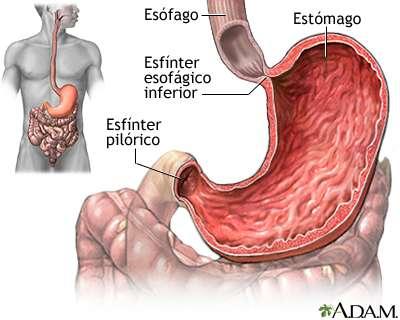 La zona de transición entre el esófago y el estómago es el esfínter esofagogástrico, que controla