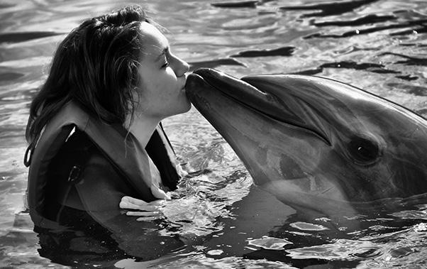 Este comportamiento social parece extenderse fuera de la comunidad de delfines.