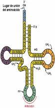 2.. 3... Une los aminoácidos en la etapa de la elongación..... Se requiere energía en forma de.... Codones de terminación... Si el codón en el ARNm es UCA, el anticodón en el ARNt será.
