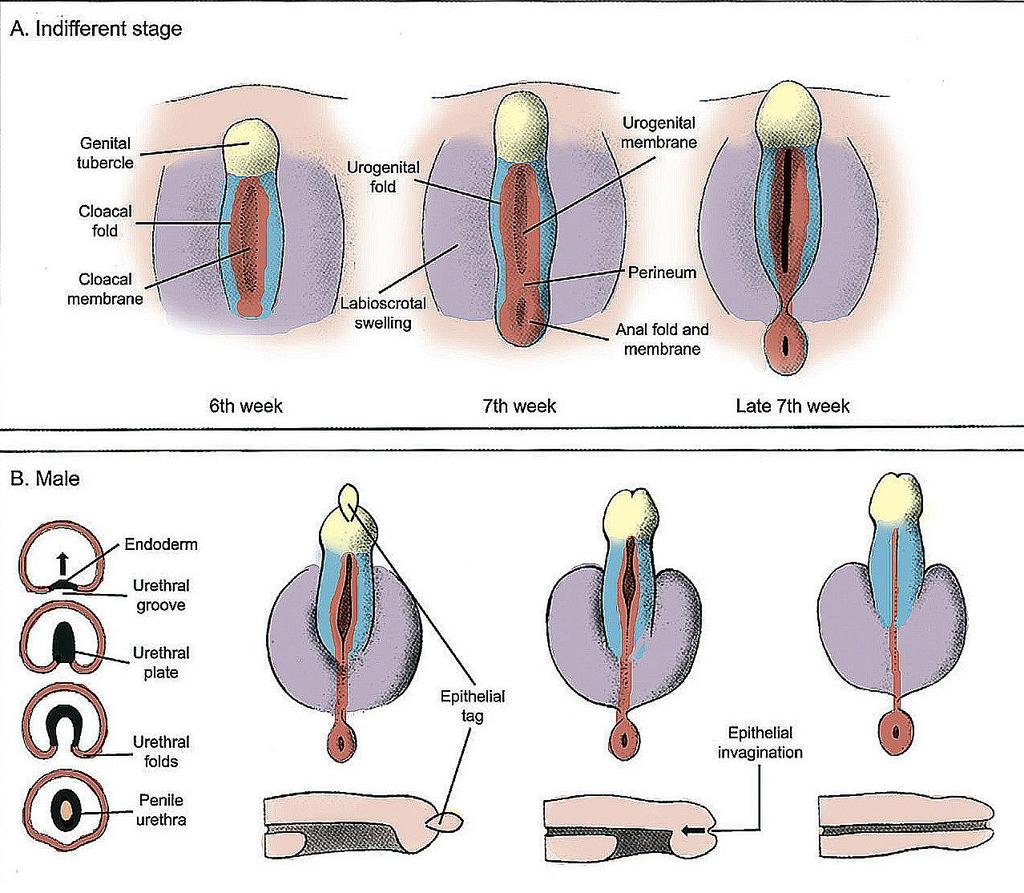 Introducción Figura 4. Desarrollo embriológico de la uretra.