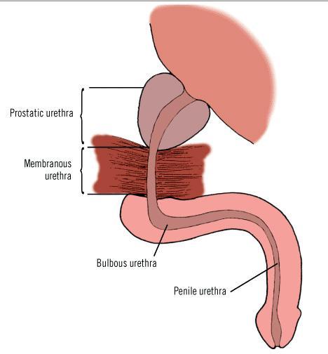 anatómica y un tipo histológico de células predominantes de la mucosa