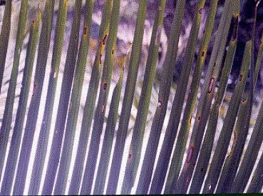 Labarca et al. Figura 1. Síntomas de Pestalotiopsis palmarum en foliolos de palma aceitera: manchas circulares de color pardo rojizo en el centro y rodeadas de un borde amarillo.