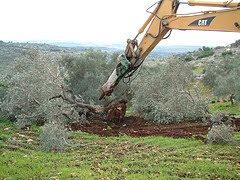 jardinero del olivo en todo