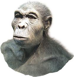 Hace 2. 5 millones de años: aparecimiento de Homo habilis. Vivió al mismo tiempo que Homo erectus hasta hace 1.44 millones de años.