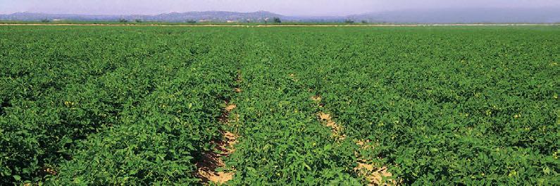 Tecnología en Fertilizantes de Liberación Controlada La clave para la Nutrición Precisa Los fertilizantes de liberación controlada (CRF) mejoran el rendimiento de los cultivos, disminuyen la pérdida