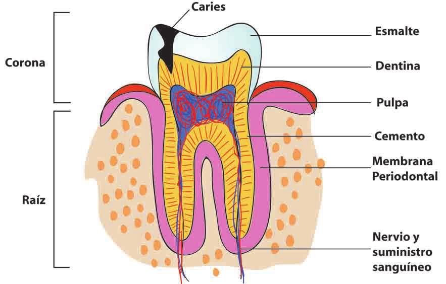 Salud dental enfermedades como las caries y los malestares periodontales.