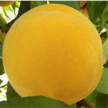 Yuste es frutales Melocotón amarillo Pavía El árbol es muy rústico, vigoroso y productivo.