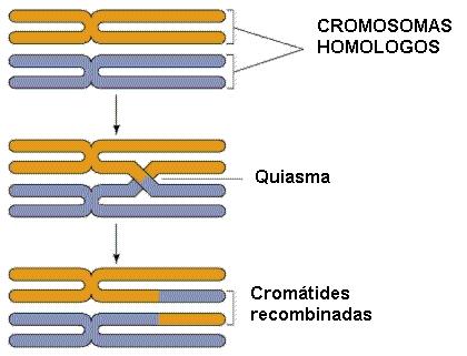 Genes para determinar el color del cabello en un par de cromosomas homólogos. Cromosomas homólogos en células diferentes al finalizar la meiosis I.