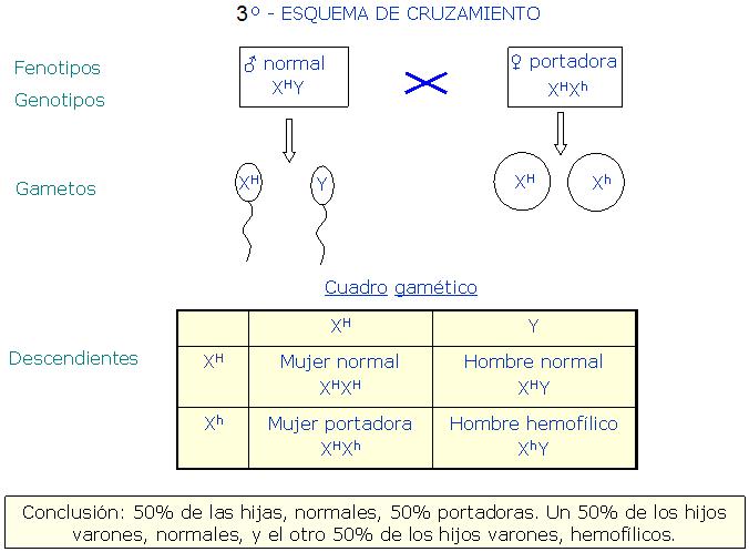 3. Ciertos caracteres, como la enfermedad de la hemofilia, están determinados por un gen recesivo ligado al cromosoma X.