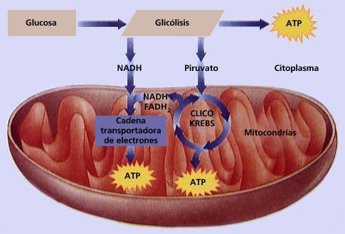 Nutrición celular El metabolismo celular: Es un conjunto de reacciones químicas que ocurren en la célula con la finalidad de obtener energía y moléculas para crecer y