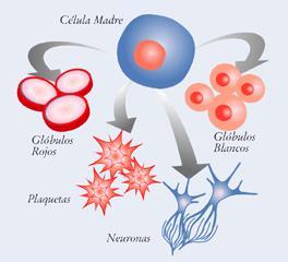 Organismos unicelulares y pluricelulares Los seres pluricelulares están formados por gran número