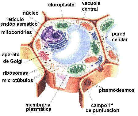 además de membrana Presenta cloroplastos,