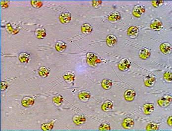 colonia contiene un gran número de células