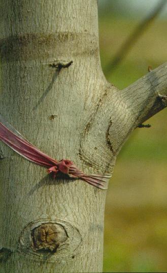 Arruga o cresta de la corteza de la rama Collar o cuello Collar: