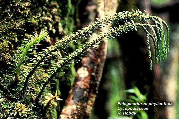 Lycopodiaceae Unas 200 especies, vulgarmente conocidos como "licopodios". La mayoría son perennes del suelo de bosques templados.