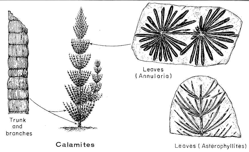 Aparecen por primera vez en el registro fósil del Devónico superior, con formas arborescentes de más de 20 m (Pseudobornia ursina) en hábitats de orillas arenosas.