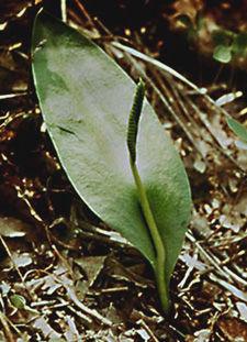heteromórficas. El esporófito es independiente y la fase dominante, con hojas megáfilas fotosintéticas con forma circinada (muy dividida).