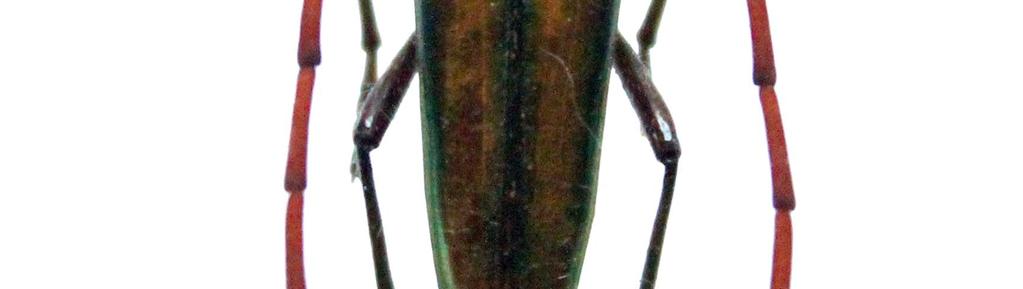 Reino: Animalia Orden: Coleoptera Phyllum/División: Arthropoda Familia: Cerambycidae Clase: Insecta Género: Lautarus Sinonimia: Calichroma concinna F. Philippi, 1859. Calichroma laevigata R. A. Philippi, 1864.