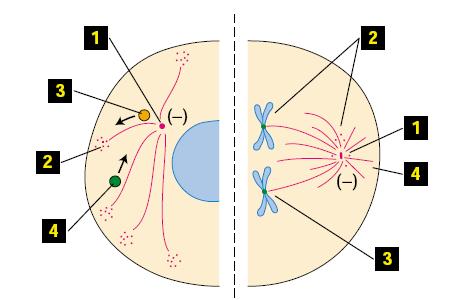 Microtúbulos se organizan alrededor de un Centro Organizador de Microtúbulos (MTOC) Célula en interfase Célula mitótica Funciones 1.- MTOC. Organiza la célula. Polaridad celular 2.