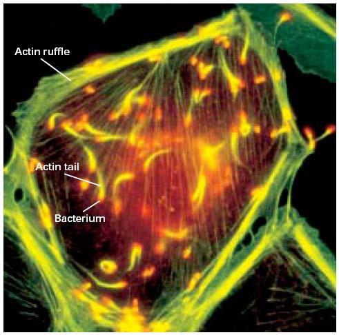 Filamentos de actina participan en el movimiento intracelular de bacterias y virus Micrografía electrónica de