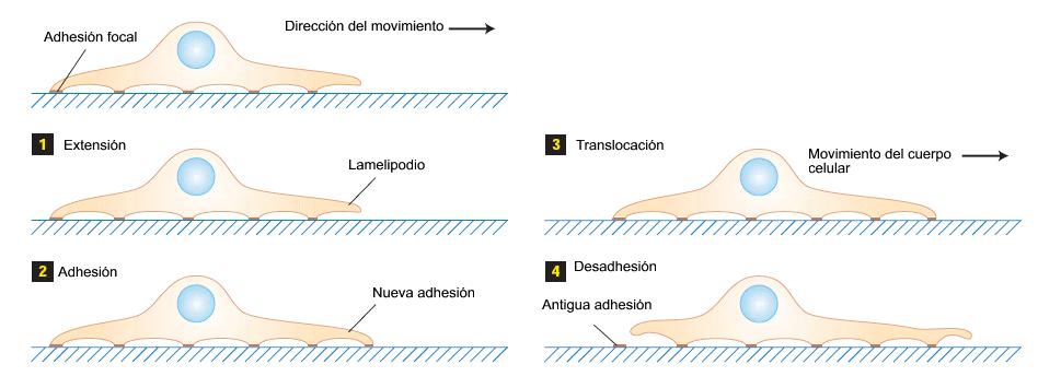 Secuencia de eventos en el movimiento de un queratinocito (célula epidermal de pez) Pasos: 1) Extensión de uno o varios lamelipodios