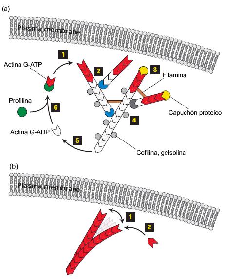 La polimerización de actina en el el borde frontal de avance de la célula, genera fuerzas que producen movimiento a) Etapas en la polimerización de la actina