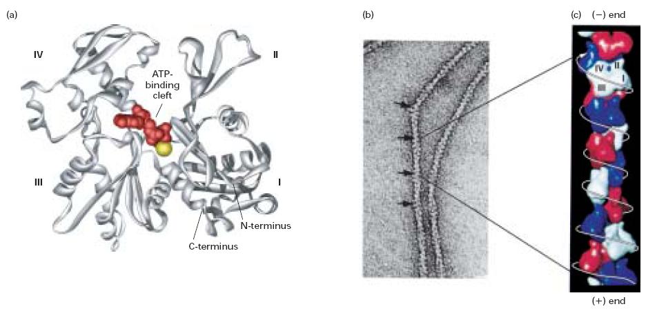 Estructura de actina G monomérica (globular) y de un filamento de actina (actina F) Modelo de un monómero de actin de una célula no muscular.