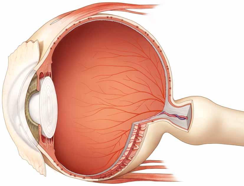 4 Músculos oculares Cristalino Humor vítreo Iris Nervio óptico