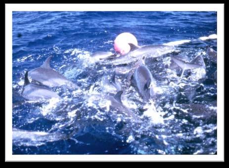 3 Límites de mortalidad de delfines: El Acuerdo impone límites estrictos sobre la mortalidad de delfines en la pesquería de cerco en el Área del Acuerdo.