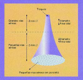 La resistencia de la vías aéreas depende del diámetro de las mismas y es un factor que disminuye el flujo espiratorio.