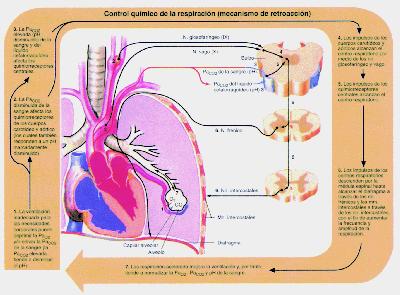 En el pulmón existen dos sistemas circulatorios diferentes: la circulación pulmonar propiamente dicha, que es la que más nos interesa cuantitativa y cualitativamente desde el punto de vista de