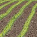 Un control temprano, eficaz y prolongado de malas hierbas es esencial para proteger el cultivo y obtener todo el potencial de la