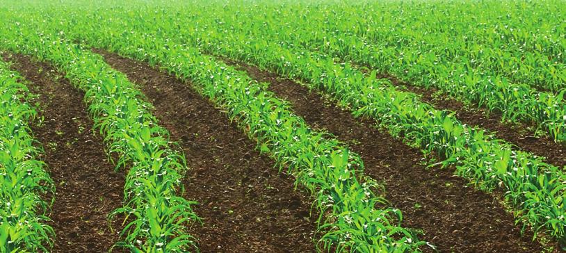 6 7 Las ventajas de Lumax Eficaz control sobre las malas hierbas típicas del cultivo del maíz, tanto dicotiledóneas como gramíneas, incluidas las