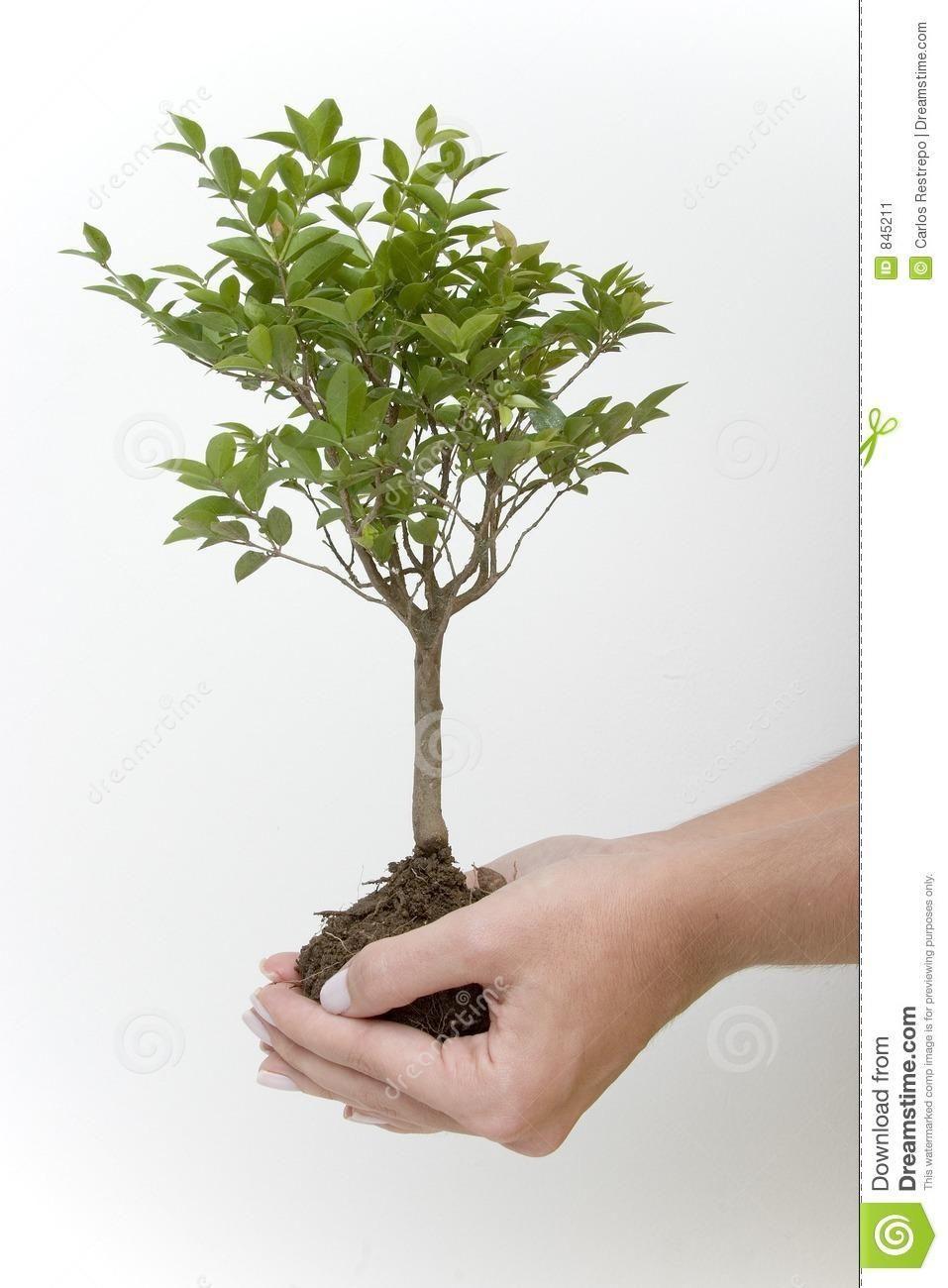 árbol, desde la semilla hasta un árbol adulto, mostraremos las siguientes