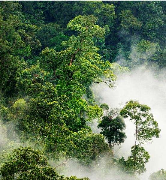 Bosques y el aire Bosques y el Aire Más del 40 % del oxígeno del mundo lo producen los bosques