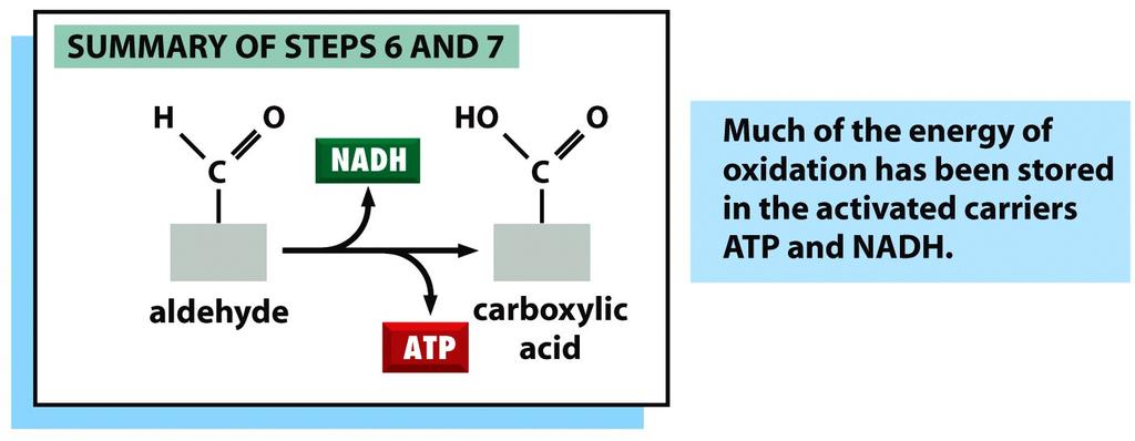 Gliceraldehído 3-fosfato piruvato La oxidación de la Glucosa genera ATP y NADH Figure 2-72b Molecular