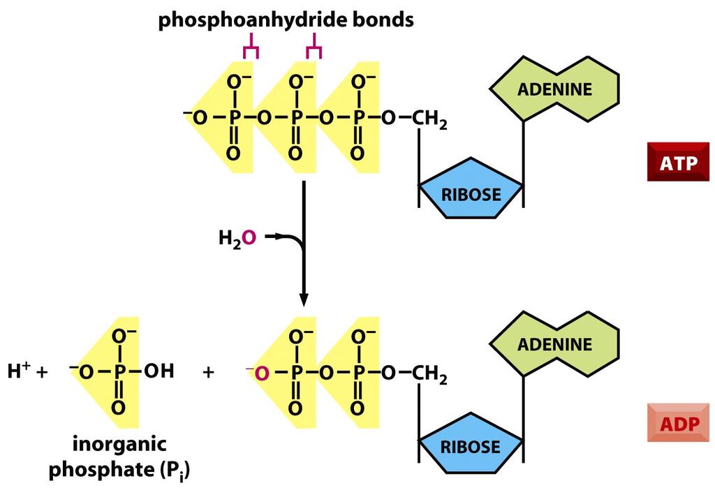 ATP (molécula transportadora de energía) La ruptura de los enlaces fosfoanhídrido