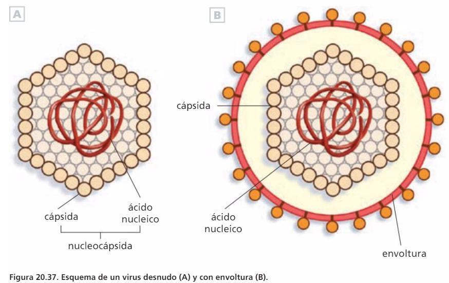 Ciclo lítico El ciclo lítico consta de las siguientes etapas: a) Adsorción. Unión del virus a la membrana de la célula hospedadora.