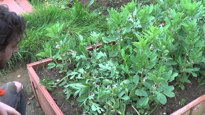 Abono verde: leguminosas (habas, guisantes ) Plantas de crecimiento rápido que se siembran para ser