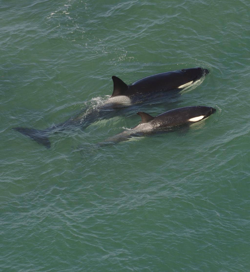 AREAS PROTEGICAS ORCAS EN LA PATAGONIA Los 9 metros de longitud que llegan a medir los machos de las orcas convierten a estos formidables cetáceos en los miembros mayores de la familia de los