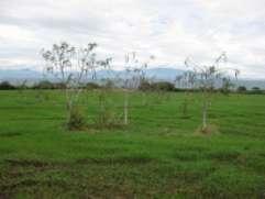 Ecología de la Moringa oleifera Clima: Tropical árido y semiárido Pp. opt. de 500 a 1.