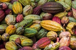 XIV. PERSPECTIVAS DEL MERCADO Según un estudio realizado por el Centro de Inteligencia de Negocios y Mercados de MAXIMIXE, la producción peruana de cacao avanzaría 7% en 2015.